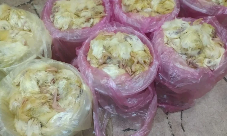 Суточные замороженные цыплята для экзотических животных - фото № 1