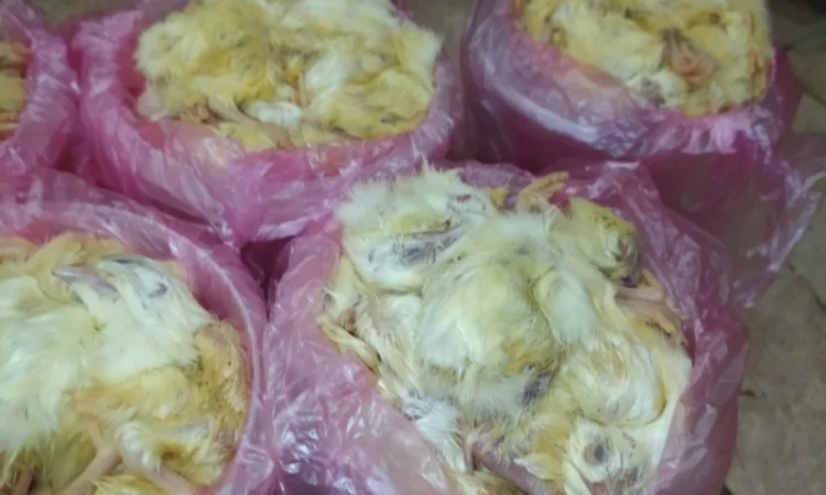 Суточные замороженные цыплята для экзотических животных - фото № 2