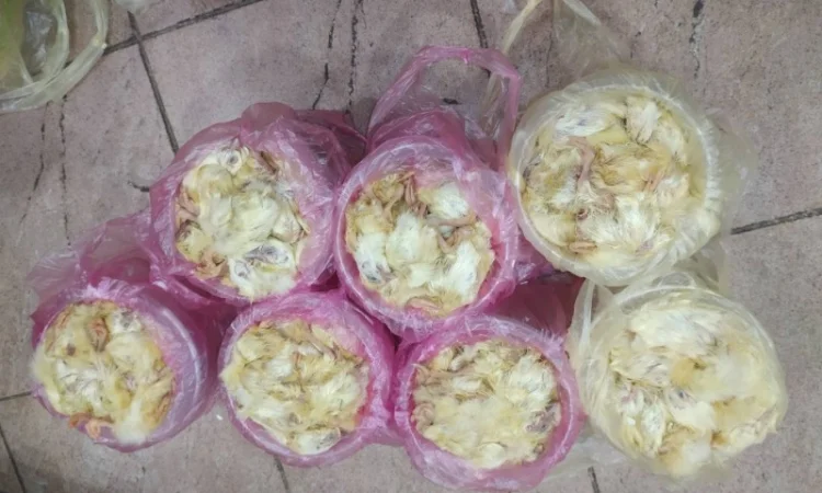 Суточные замороженные цыплята для экзотических животных - фото № 3