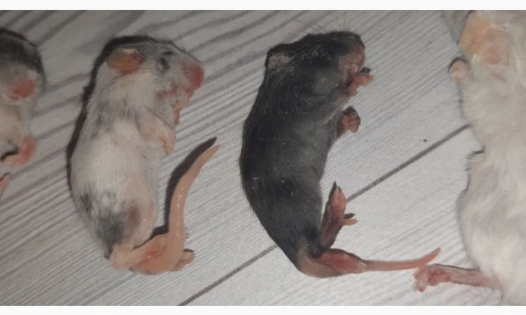 Кормовые крысы и мыши разного размера, замороженные - фото № 1