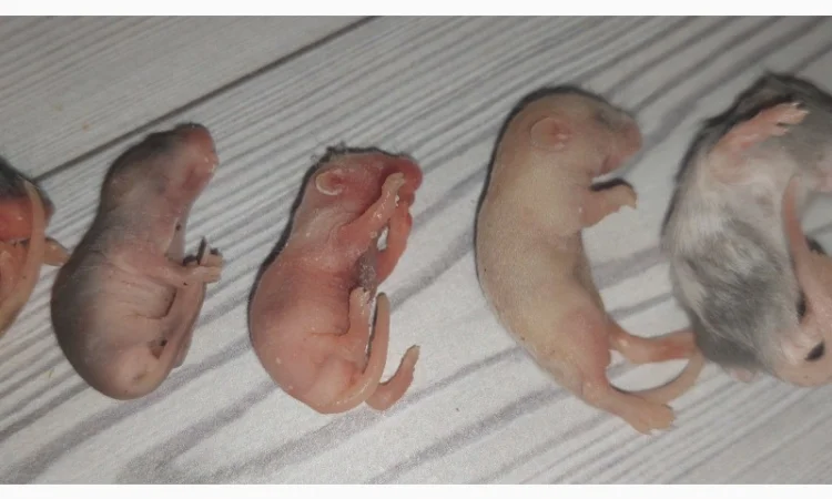 Кормовые крысы и мыши разного размера, замороженные - фото № 2