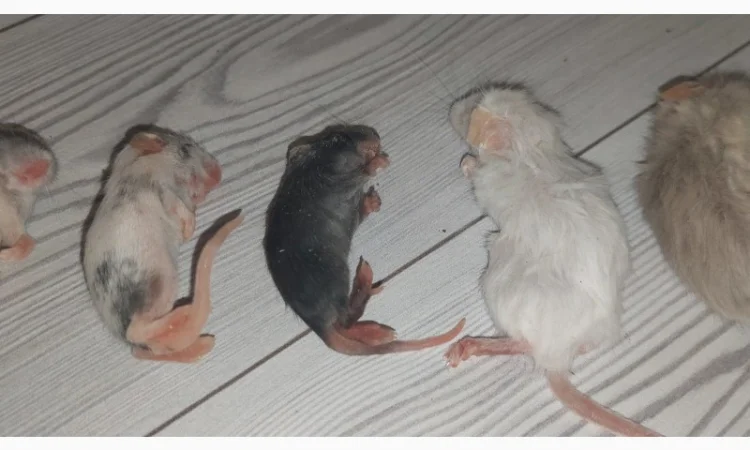 Кормовые крысы и мыши разного размера, замороженные - фото № 3