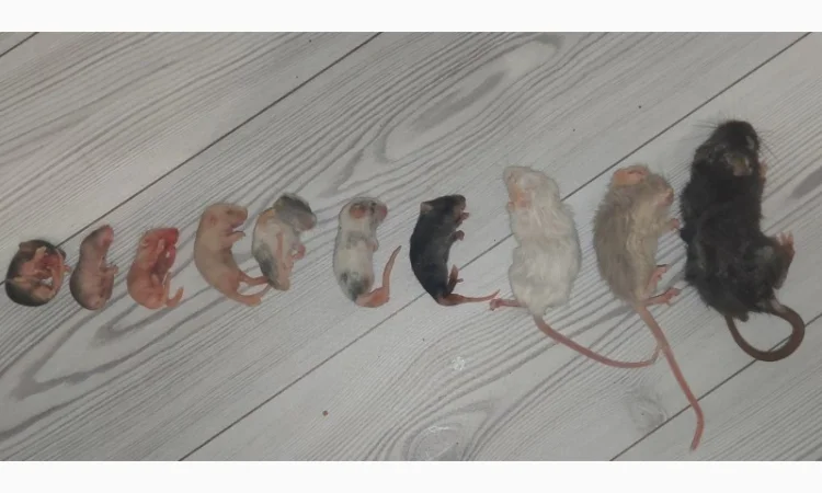 Кормовые крысы и мыши разного размера, замороженные - фото № 4