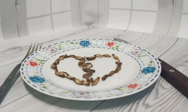 Цвіркун заморожений 1 см - фото № 1