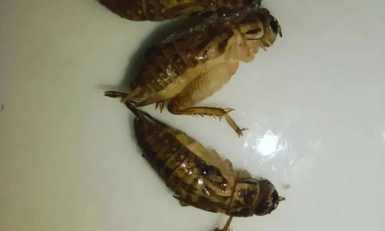 Цвіркун заморожений 1 см - фото № 2