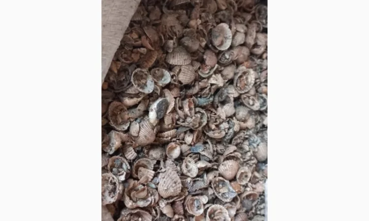 Ракушка морська якісна - фото № 2