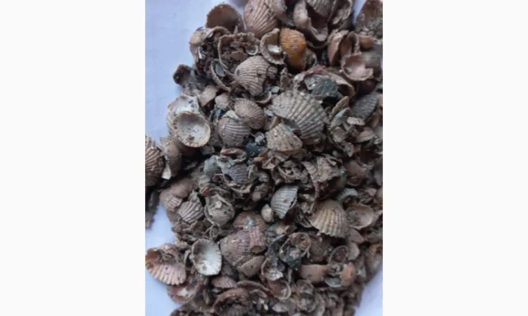 Ракушка морська якісна - фото № 3