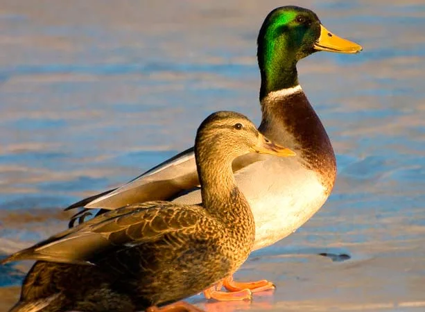 Продам комбикорм для уток и гусей - фото № 1