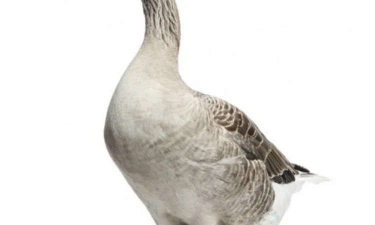 Продам комбикорм для уток и гусей - фото № 2