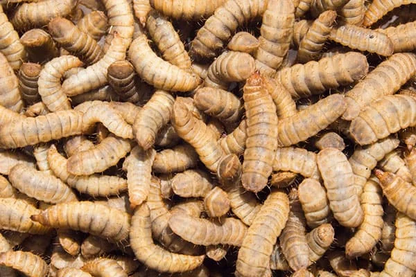 Продам личинку Чорної Львинки - фото № 1