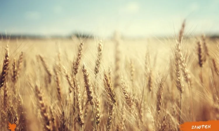 Глютен, клетчатка пшеничная, клейковина - фото № 1