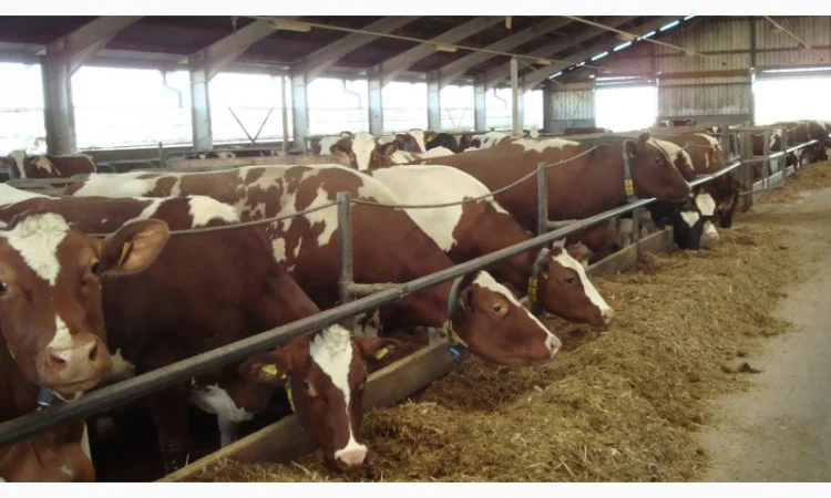 Продам Литовский заменитель цельного молока без Сои - фото № 1