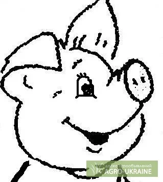 Продам ЗЦМ "Здорове поросятко" - фото № 1