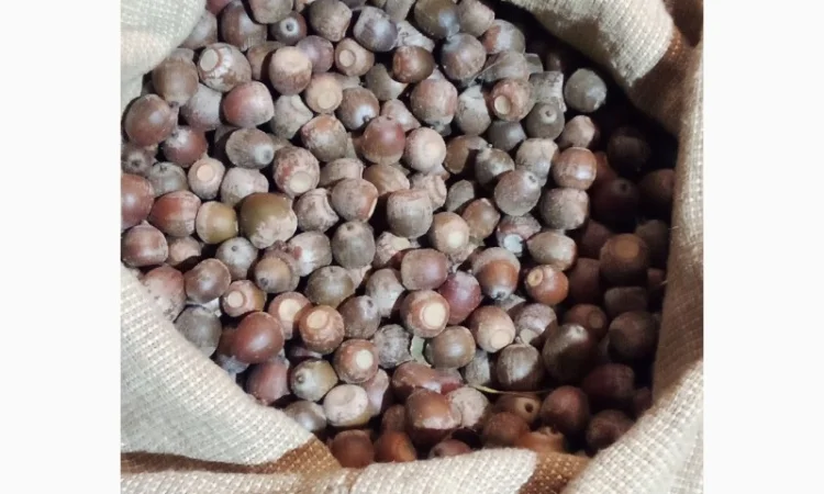 Продам желудь красного дуба - фото № 1