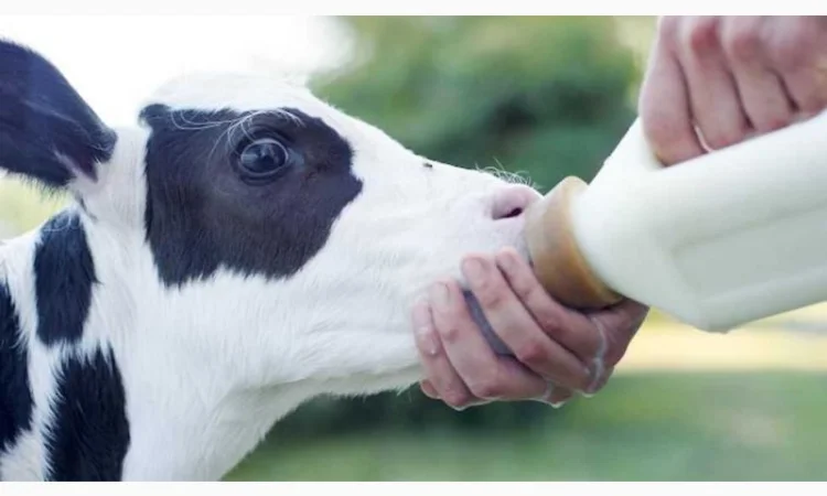 Заменитель цельного молока Молочные компоненты 70% - фото № 1