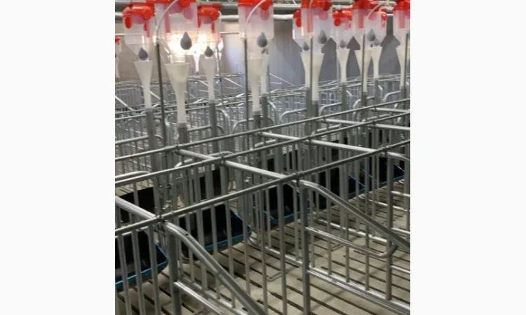 Строительство и реконструкция свиноферм под ключ - фото № 2