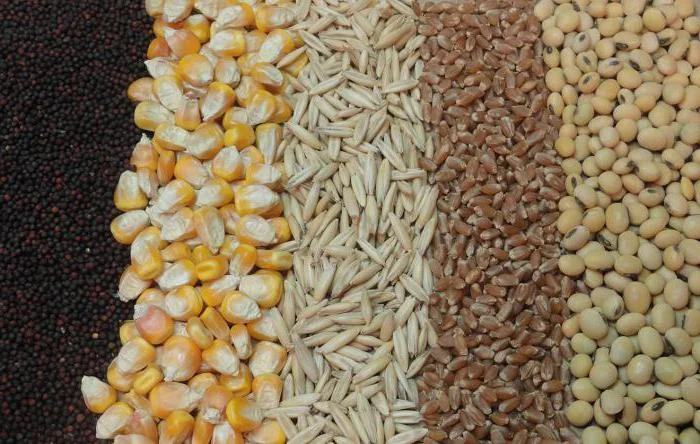 Очистка, калібрування, сортування, фотосепарація зерна будь-яких с/г культур - фото № 8