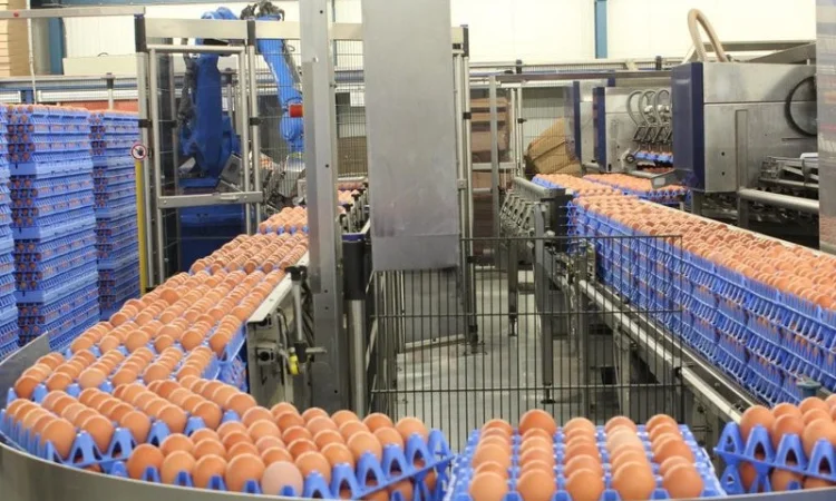 Тара и упаковка для яиц - фото № 2