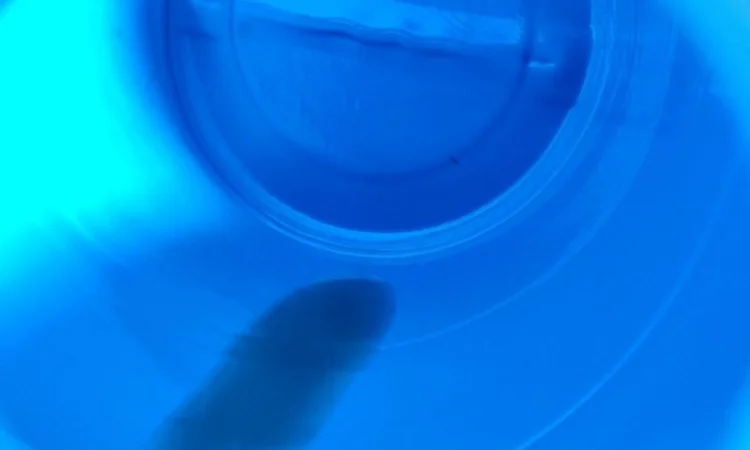 Бочки пластикові очіщені на 2 пробки - фото № 2