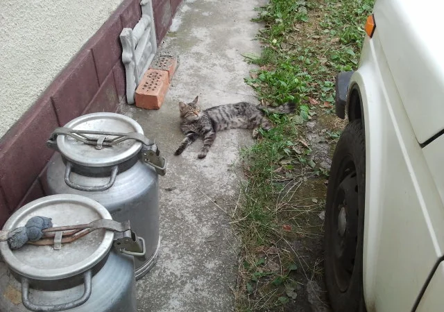 Продаються 40 л бідони.алюмінька - фото № 1