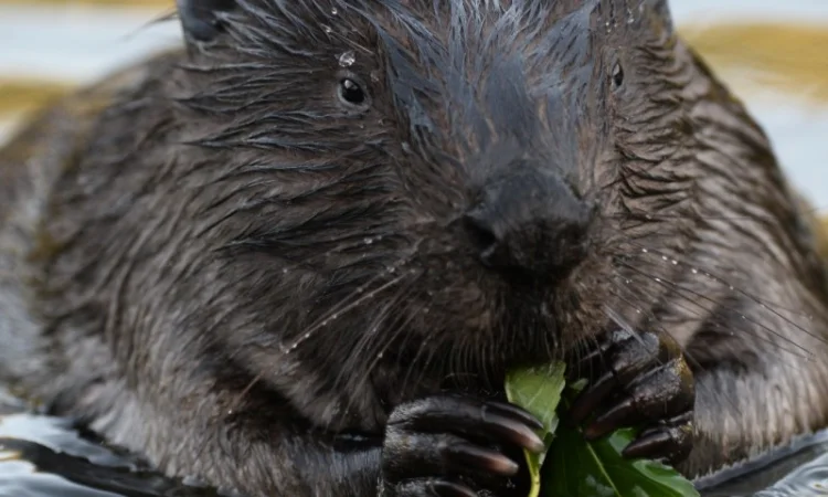 Закупка струи боброва - фото № 1