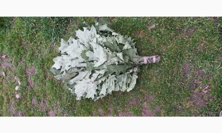 Віники для бані Дуб, береза Липа Евкаліпт - фото № 3