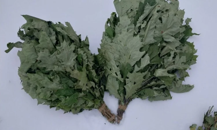 Віники для бані Дуб, береза Липа Евкаліпт - фото № 5