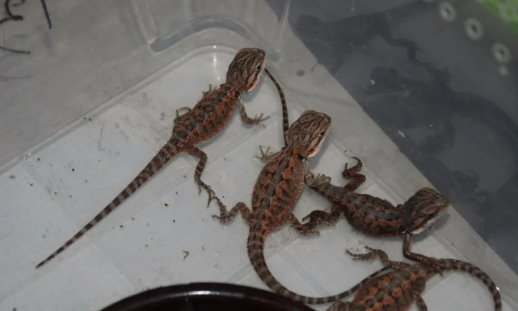 Ручная ящерица бородатая агама морфные разноцветные агамки - фото № 1