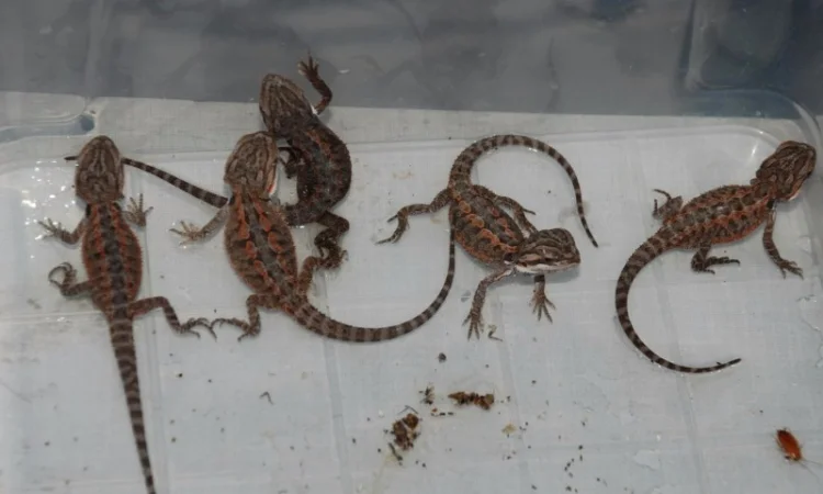 Ручная ящерица бородатая агама морфные разноцветные агамки - фото № 2