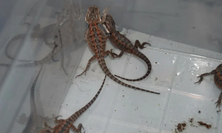 Ручная ящерица бородатая агама морфные разноцветные агамки - фото № 3