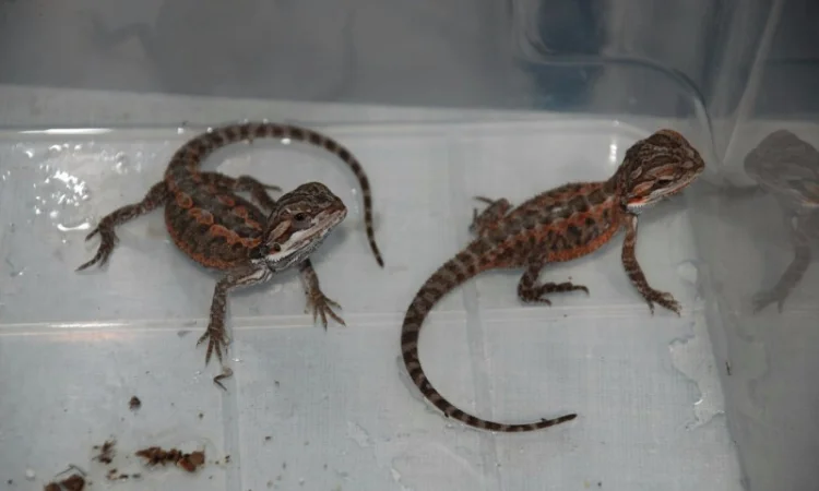 Ручная ящерица бородатая агама морфные разноцветные агамки - фото № 5