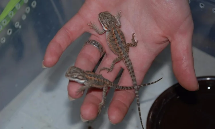 Ручная ящерица бородатая агама морфные разноцветные агамки - фото № 7