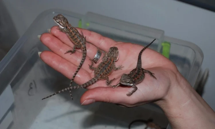 Ручная ящерица бородатая агама морфные разноцветные агамки - фото № 8