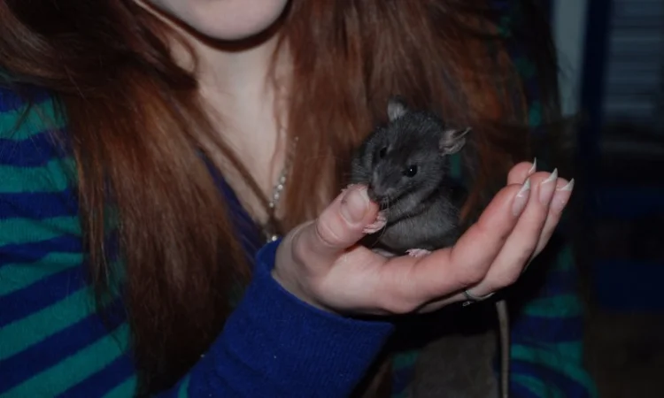 Ручные декоративные крысята черные и хаски - фото № 1