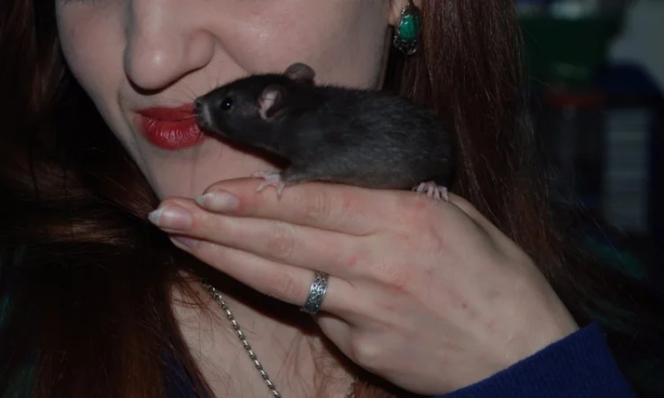 Ручные декоративные крысята черные и хаски - фото № 2