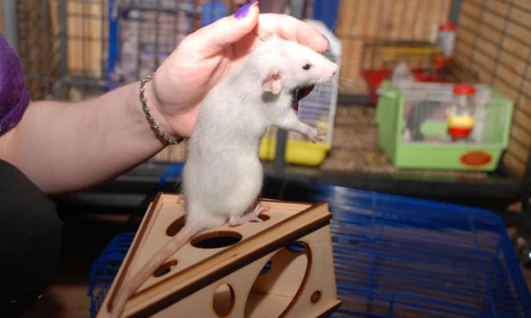 Ручные декоративные крысята черные и хаски - фото № 3