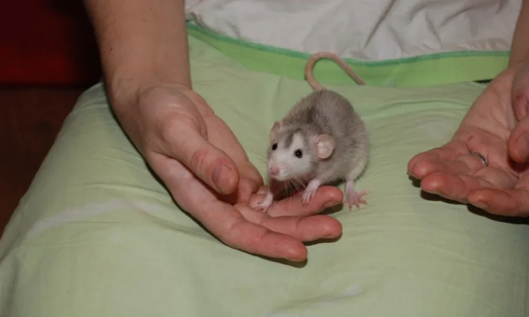 Ручные декоративные крысята черные и хаски - фото № 5