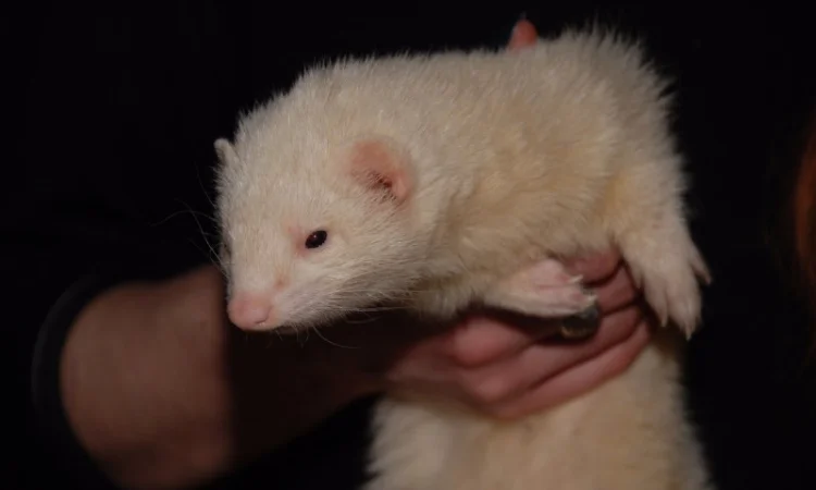 Белоснежный декоративный хорек альбинос, девочка - фото № 2