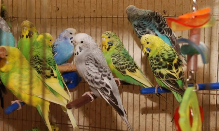 Яркие попугайчики для общения. Выставочные чехи - фото № 1