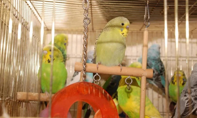 Яркие попугайчики для общения. Выставочные чехи - фото № 2