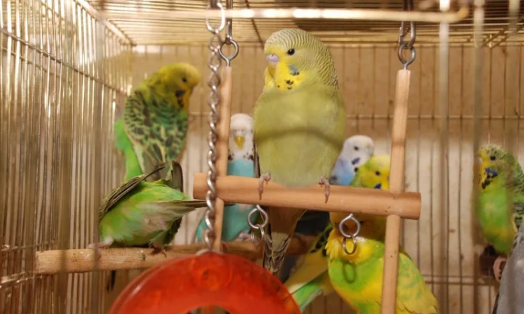 Яркие попугайчики для общения. Выставочные чехи - фото № 3