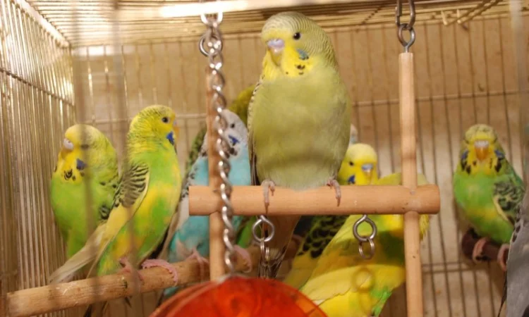 Яркие попугайчики для общения. Выставочные чехи - фото № 4