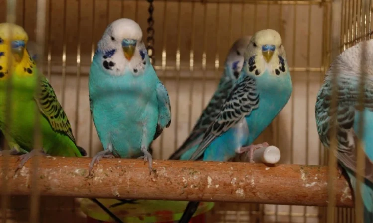 Яркие попугайчики для общения. Выставочные чехи - фото № 5