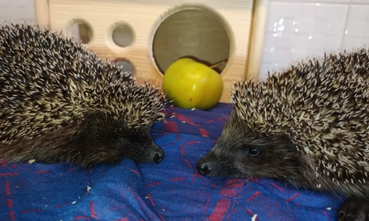 Ручные европейские ёжики для сада - фото № 1