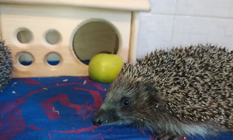 Ручные европейские ёжики для сада - фото № 2