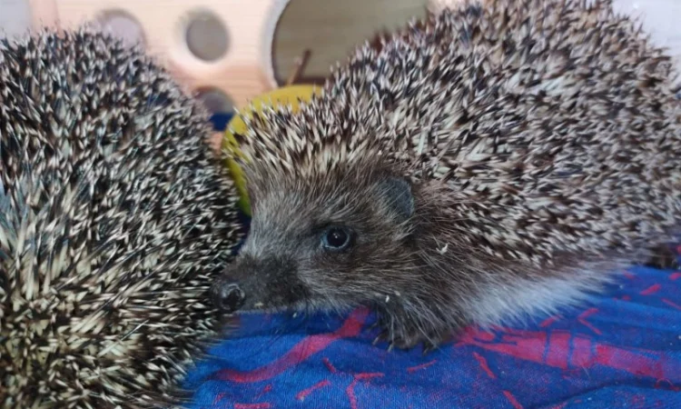 Ручные европейские ёжики для сада - фото № 3