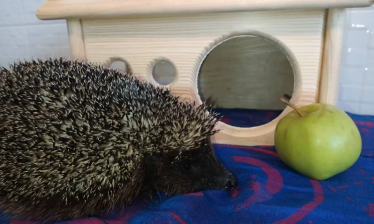 Ручные европейские ёжики для сада - фото № 4