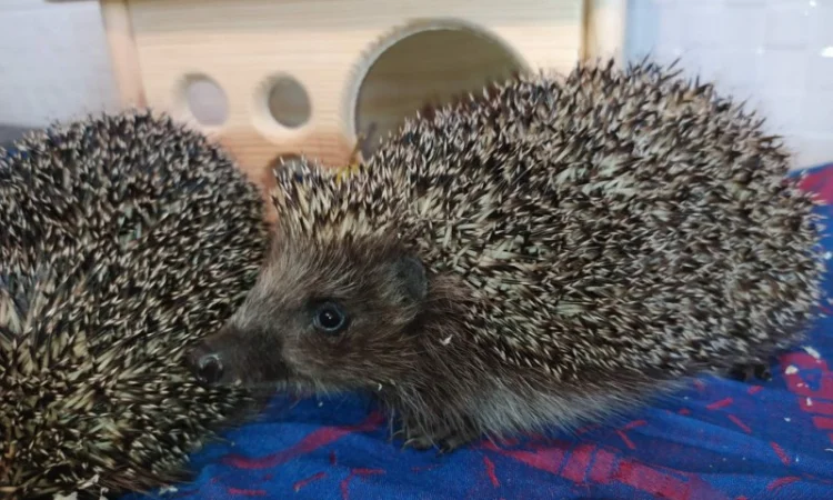 Ручные европейские ёжики для сада - фото № 5