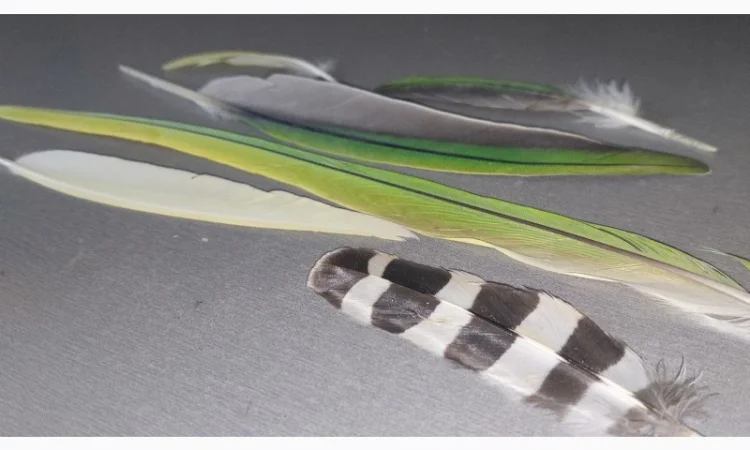 Перо попугая. Яркие, разноцветные перья попугаев, разных размеров - фото № 1