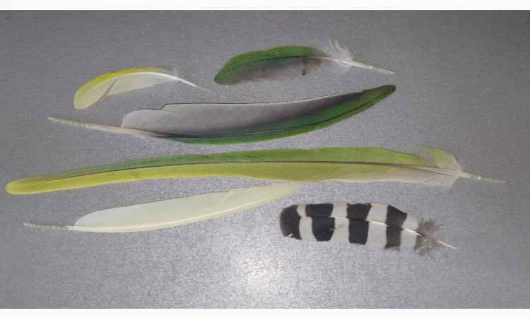 Перо попугая. Яркие, разноцветные перья попугаев, разных размеров - фото № 2